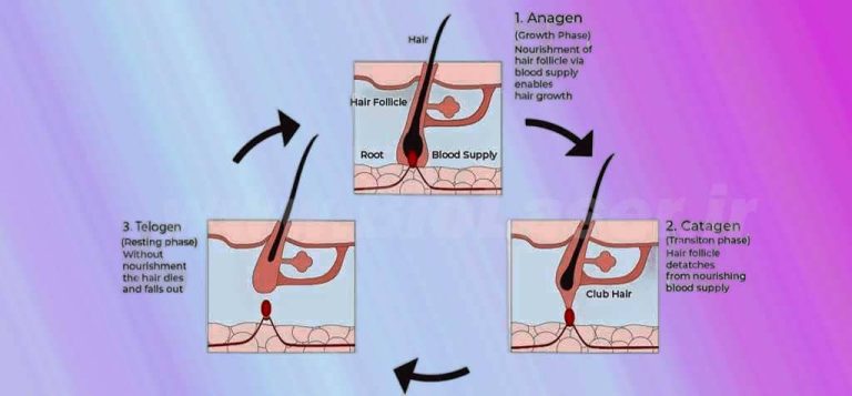 hair-growth-cycle